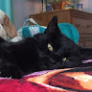 Meet your Posher, Morgan